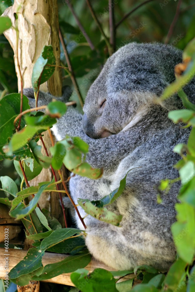 Obraz premium Koala Bear..