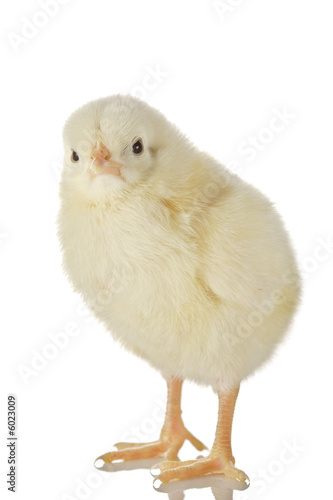 Wallpaper Mural Cute little baby chicken against white background Torontodigital.ca