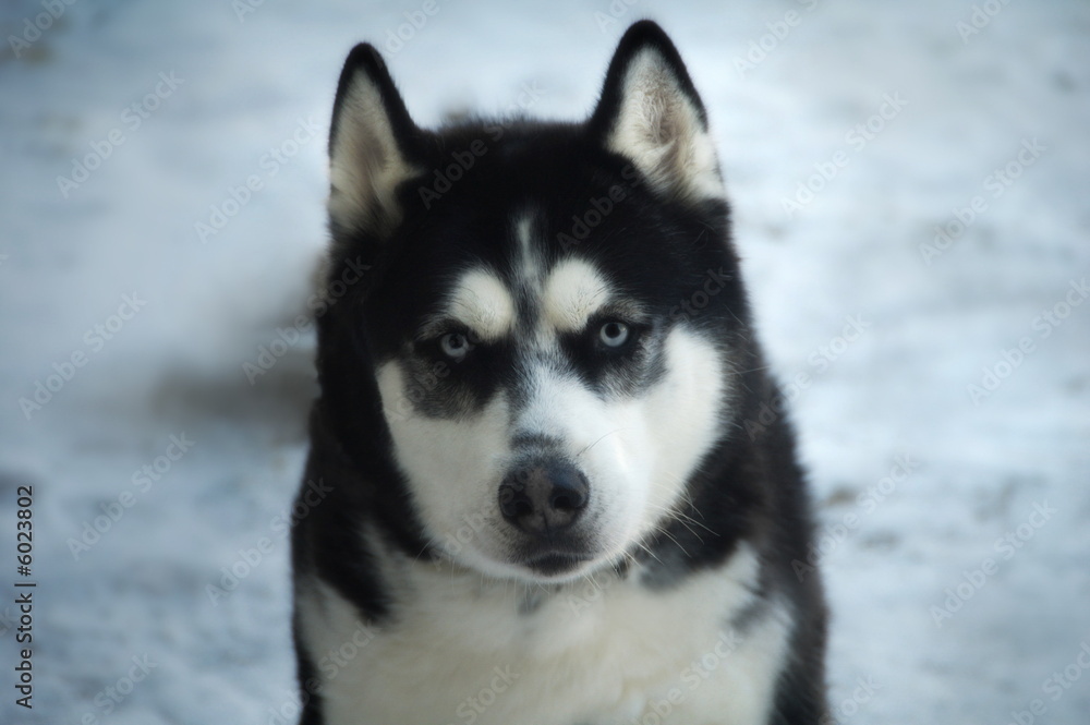 Siberian Husky 