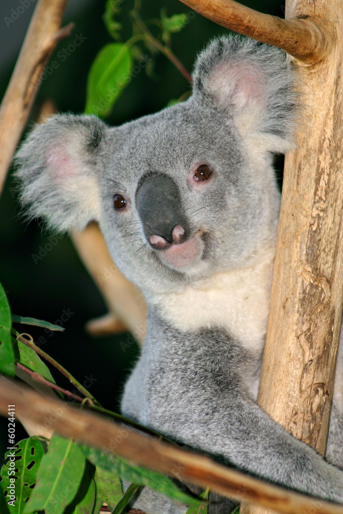 Koala Bear.. Koala Bear..