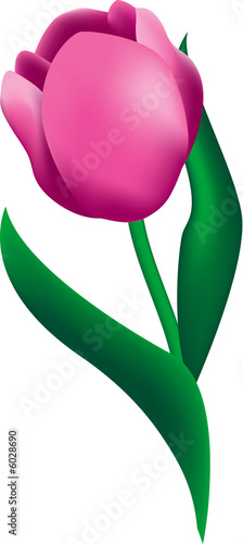 Tulip Flower