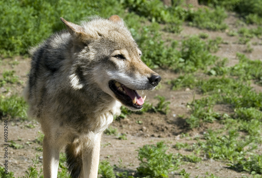 Wolf with open jaw in steppe in summer sunny day