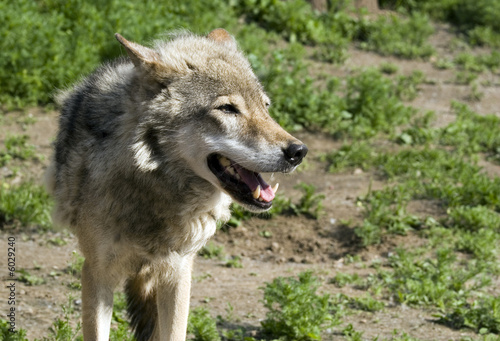 Wolf with open jaw in steppe in summer sunny day