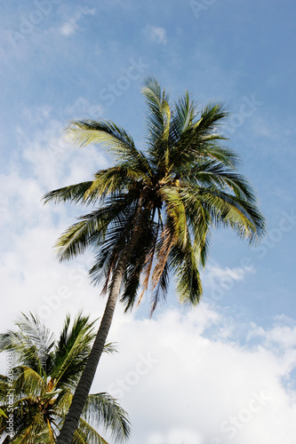 Coconut trees in a tropical location - travel and tourism.