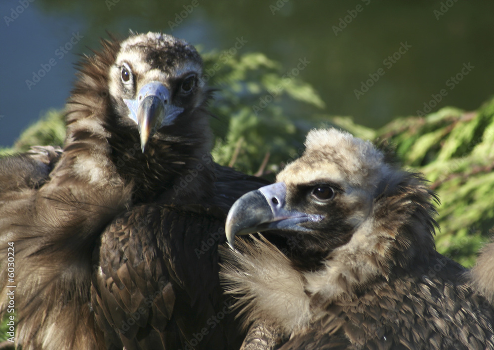 A mated pair of black headed vultures sitting on their nest. A mated pair of black headed vultures sitting on their nest.