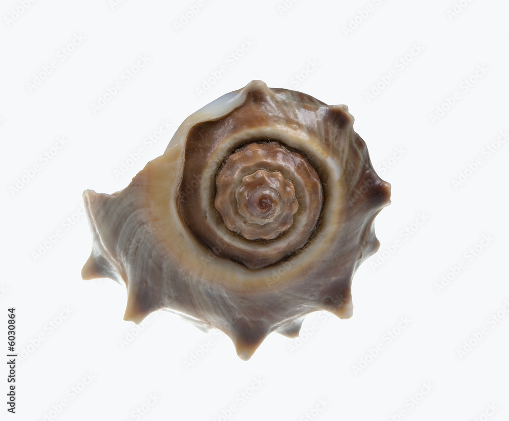 Seashell isolated-frontal on white background Seashell isolated-frontal on white background