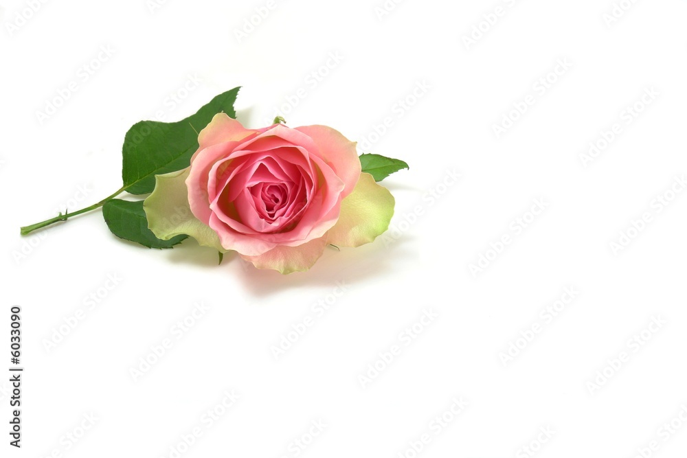 rose rose