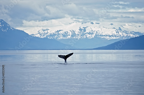 Humpback whale sounding. Frederick Sound SW Alaska. 