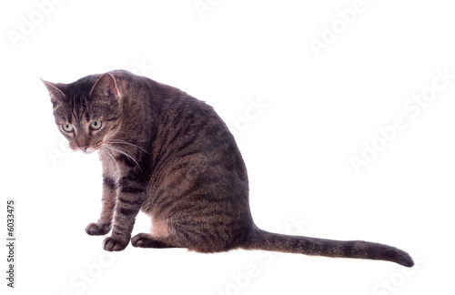 Small cat isolated
