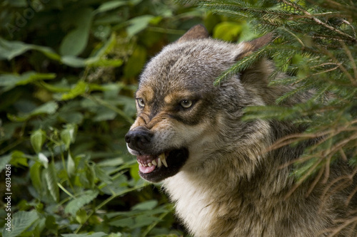 Wolf zeigt Zähne