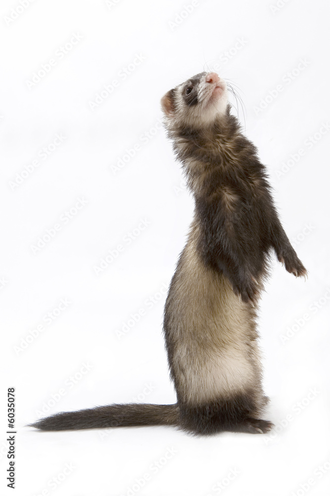 Fototapeta premium Staying ferret