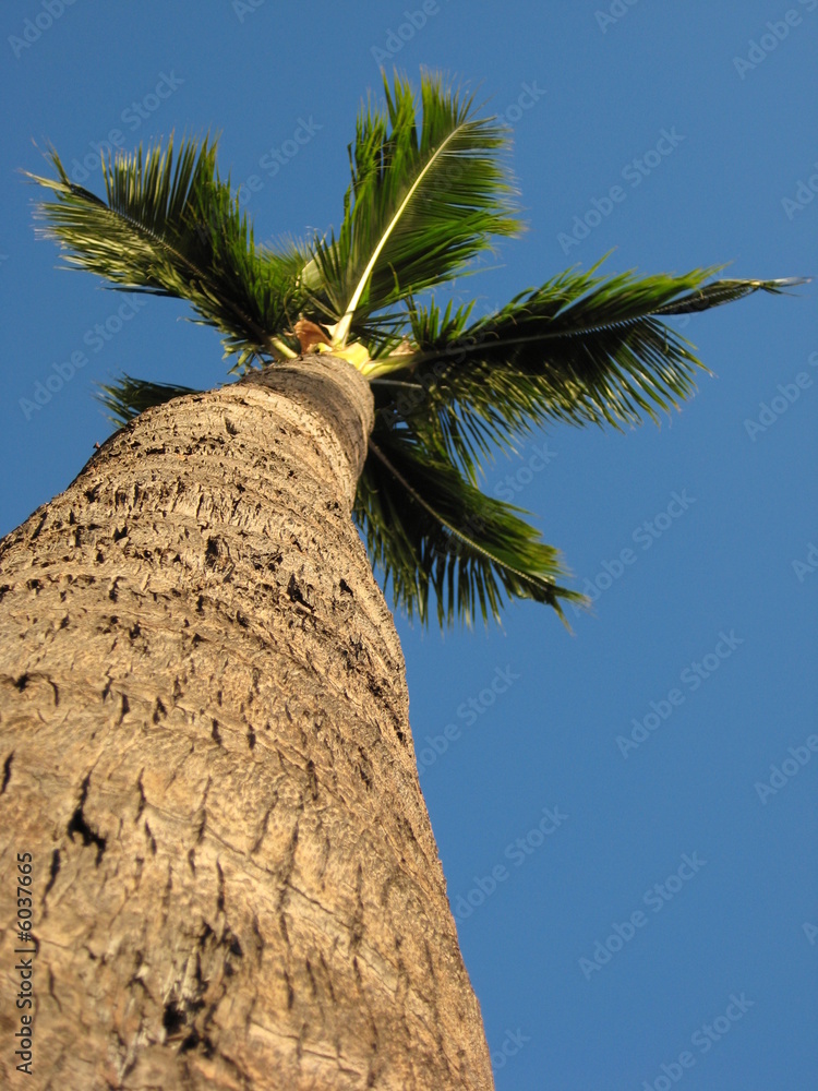 Obraz premium Palm Tree in Hawaii