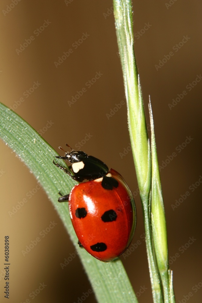 Obraz premium Coccinelle