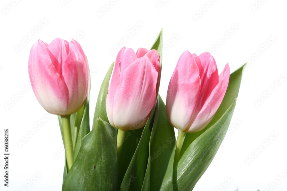 tulips tulips