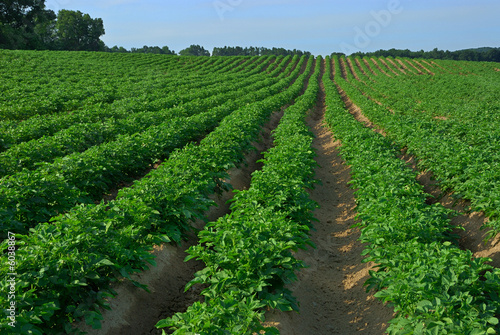 Rows of potato plants in field