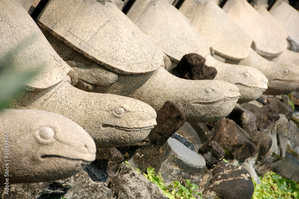 Obraz premium tortue