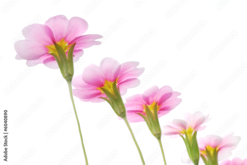 pink flowers pink flowers