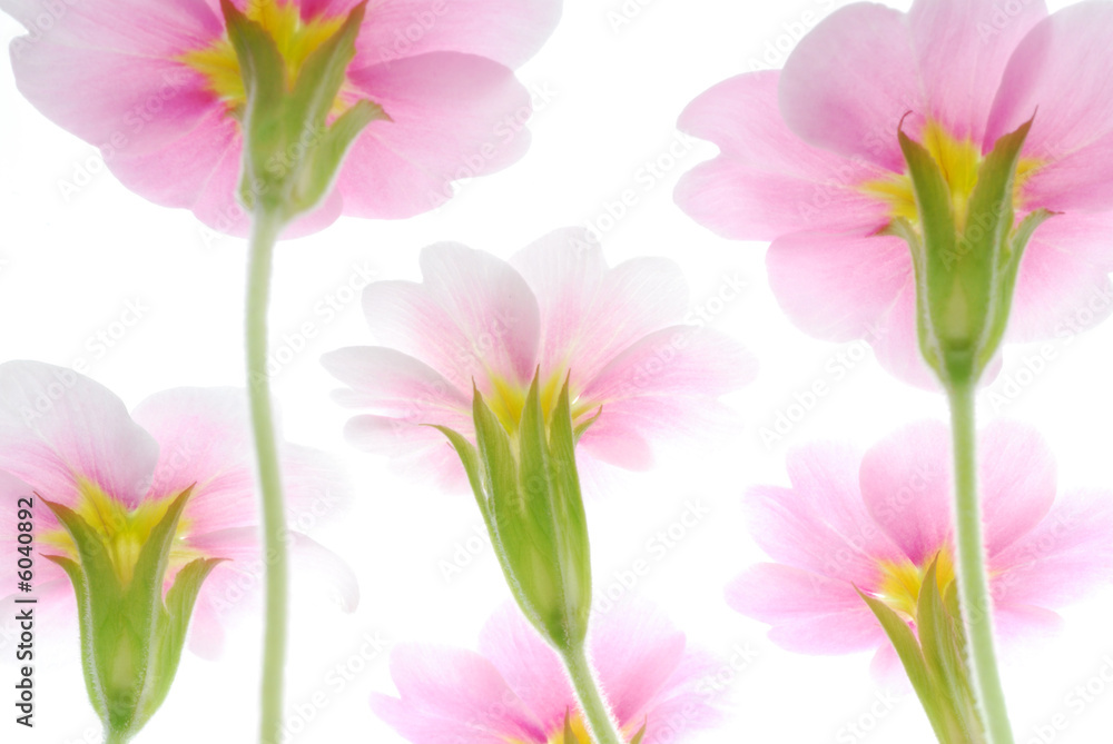 Obraz premium pink primula flowers
