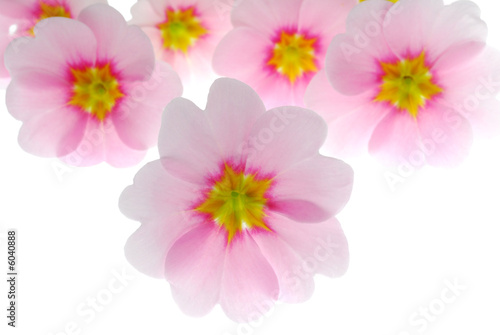 pink flowers © saied shahinkiya