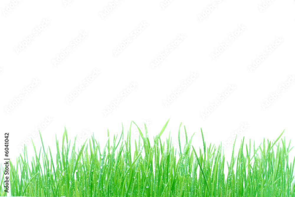 Fototapeta premium fresh green grass