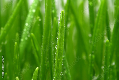 droplet on grass