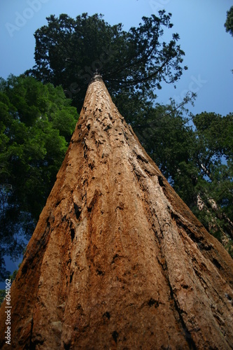 Huge Sequoia Tree in Yosemite National Park #6041062
