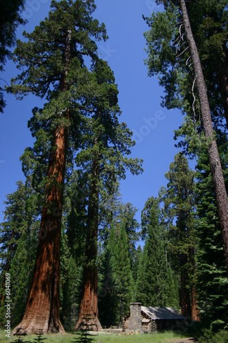 Big Sequoias in Yosemite National Park