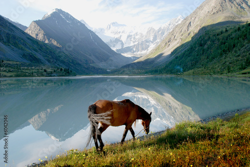 Horse on mountain lake Ak-kem, Altai, Russia