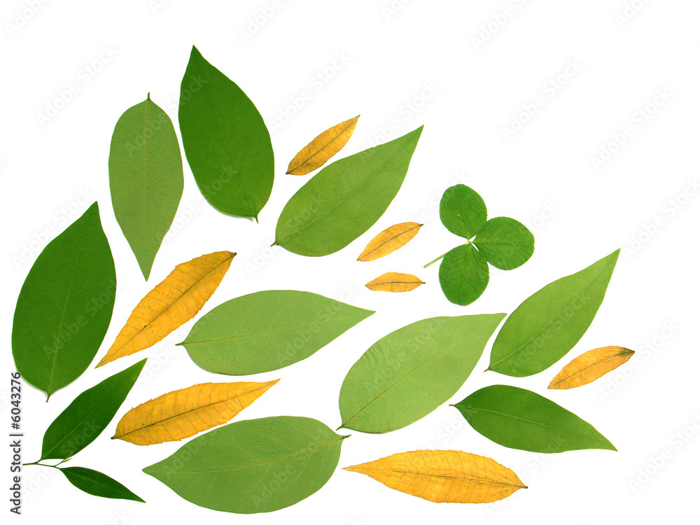 Naklejka premium feuillage sec