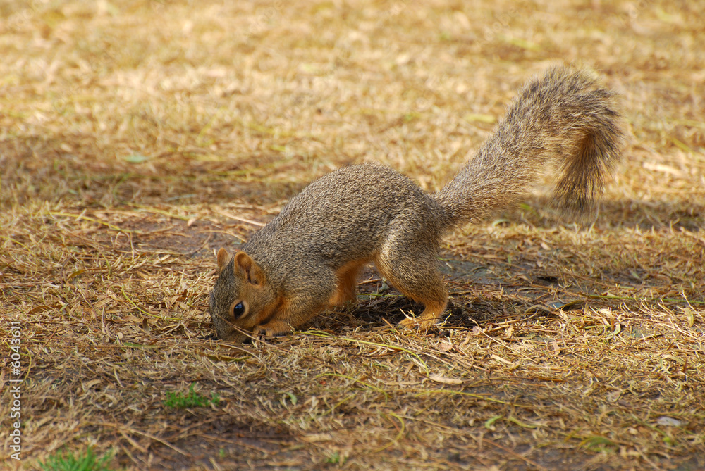 Young squirrel looking for food in the park Young squirrel looking for food in the park