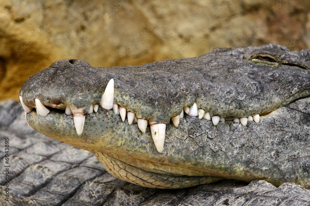 Obraz premium Machoire