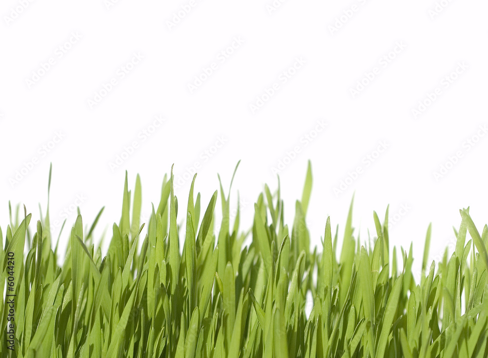 Erba verde e fresca su sfondo bianco Erba verde e fresca su sfondo bianco