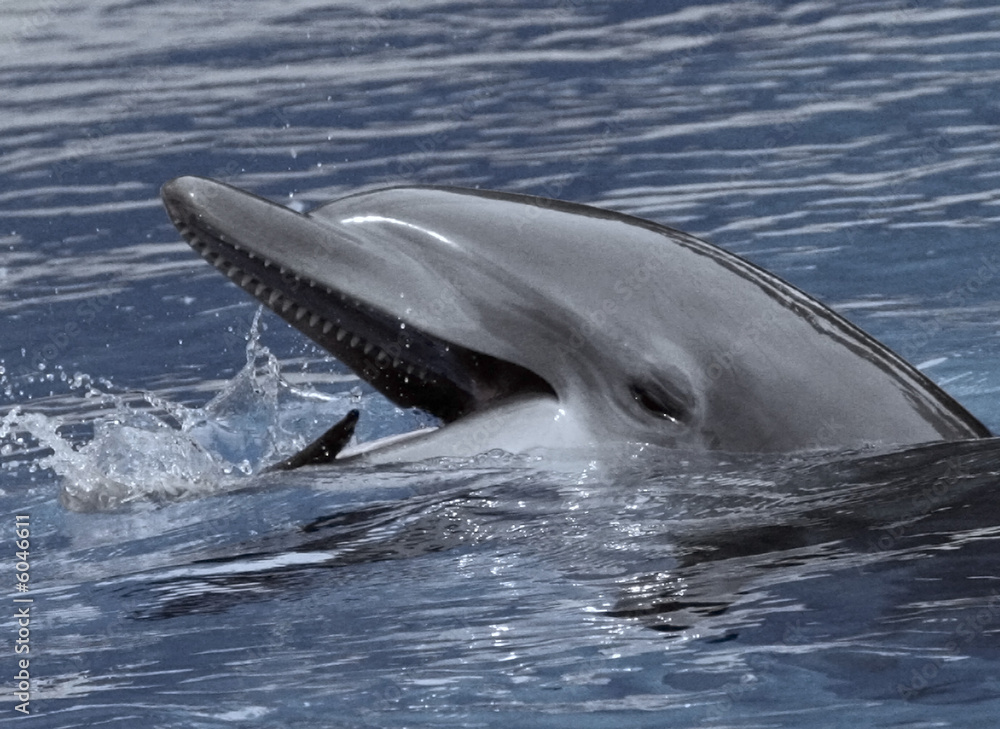 Fototapeta premium FACE OF A DOLPHIN