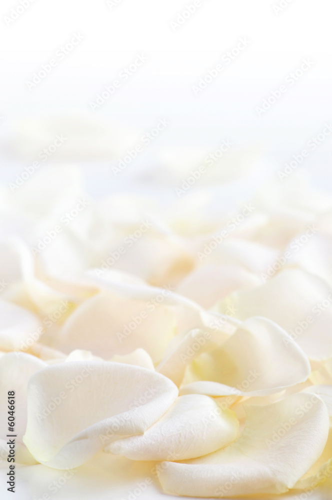 Fototapeta premium Abstract background of fresh white rose petals