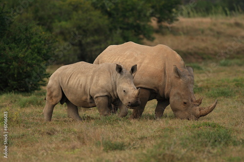 Rhino calf with its mother