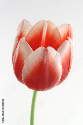 Red White Tulip photo