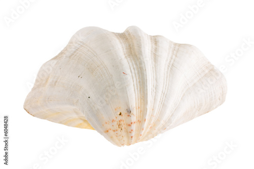 Sea cockleshell shined from below on a white background