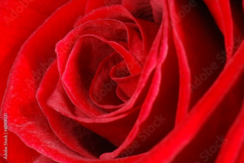 Macro of a red rose