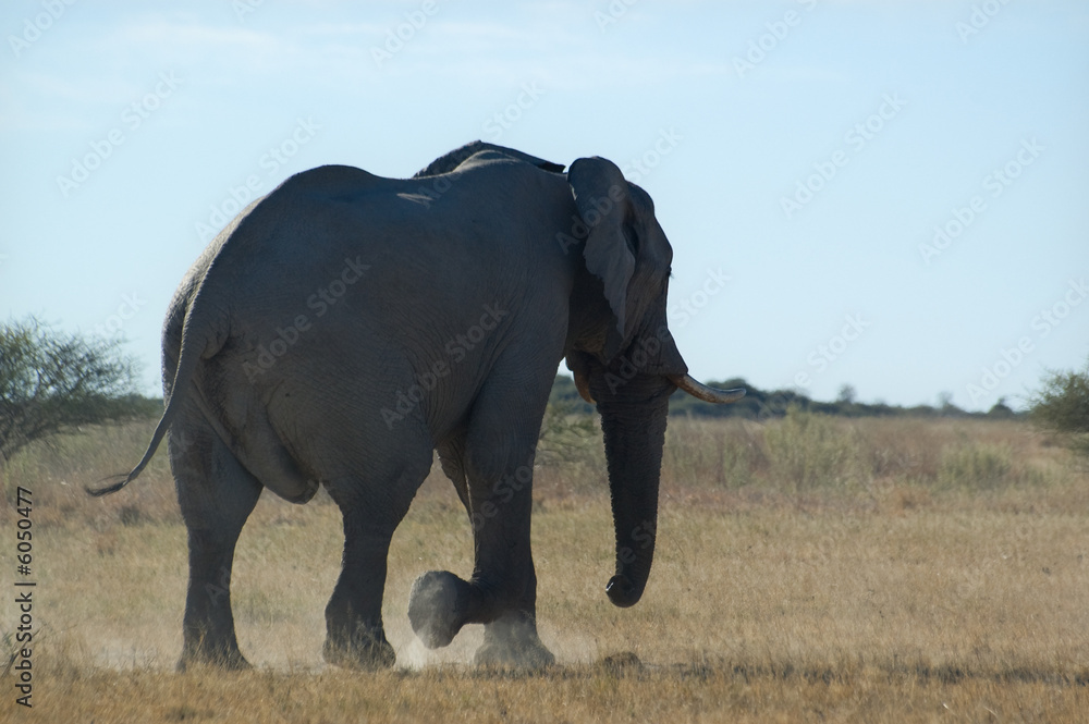 Fototapeta premium Lonely elephant