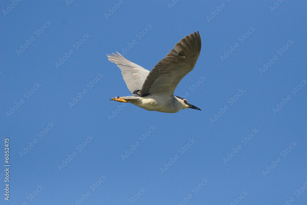 Blackcrowned Night Heron in flight against a clear blue sky. Blackcrowned Night Heron in flight against a clear blue sky.