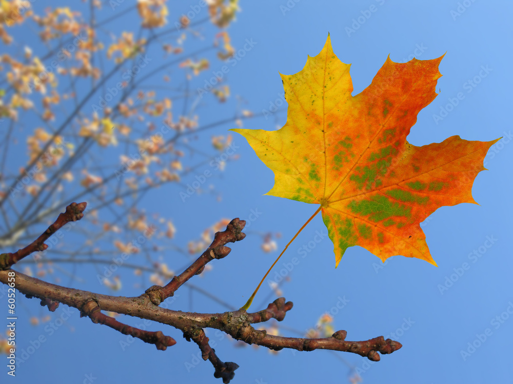 Zweig mit herbstlichem Blatt Zweig mit herbstlichem Blatt