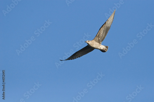 Cape Kelp Gull in flight against a clear blue sky.