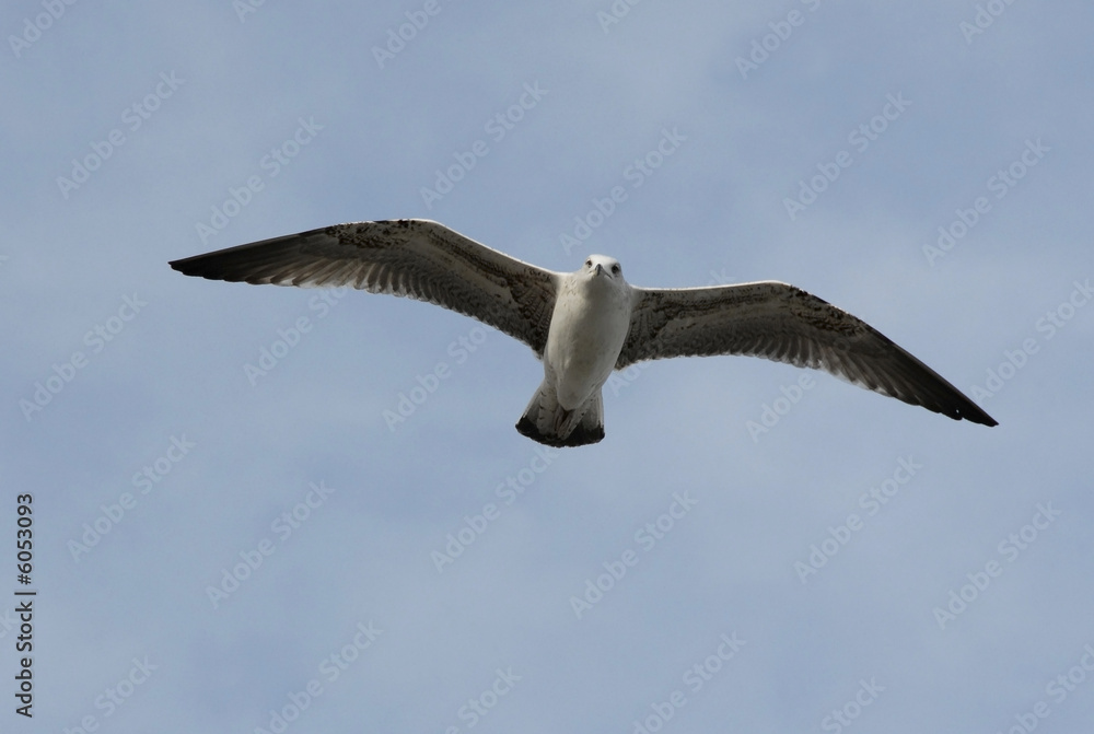 Obraz premium flying seagull 