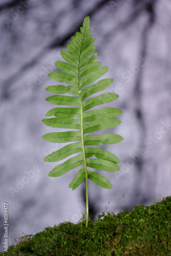 Tree fern on mossy branch