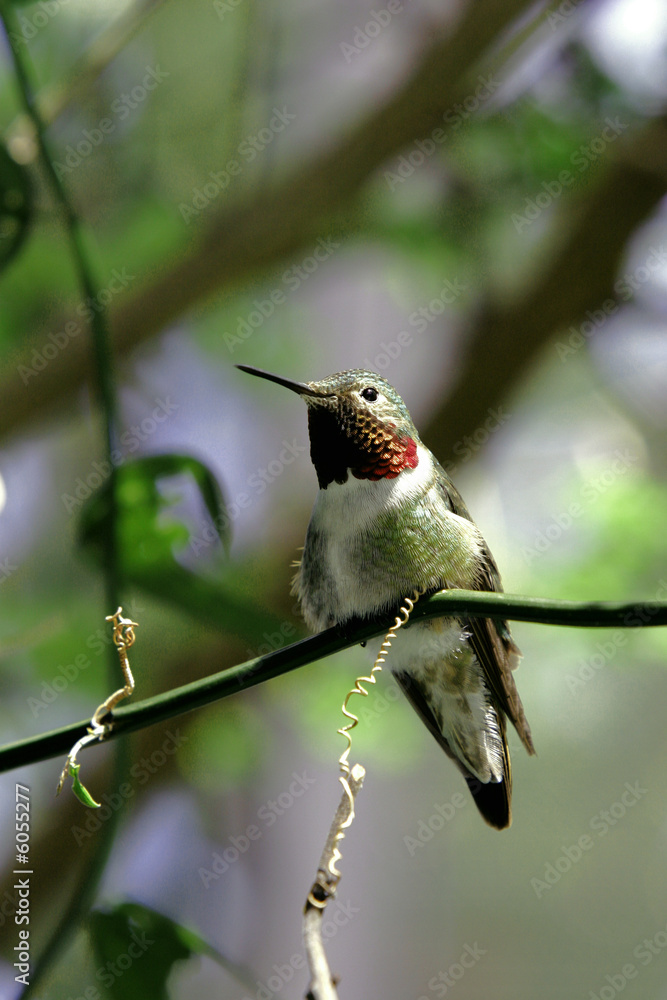 Fototapeta premium HUMMINGBIRD