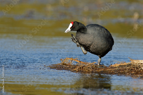 Tableau sur toile Redknobbed coot