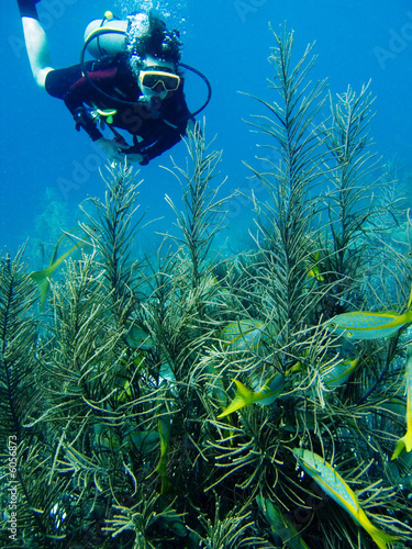 Yellowtail snappers in the Caribbean Sea