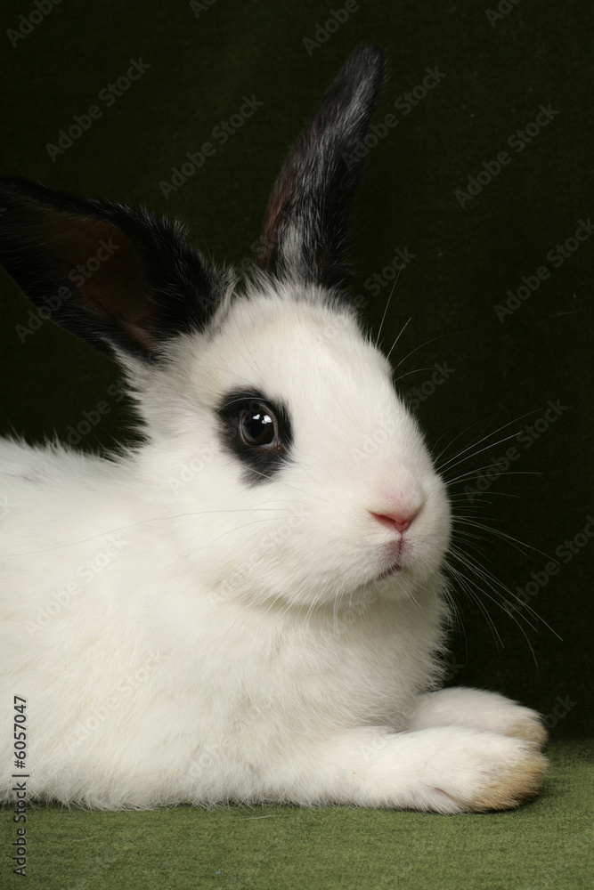 close up portrait of very cute rabbit close up portrait of very cute rabbit