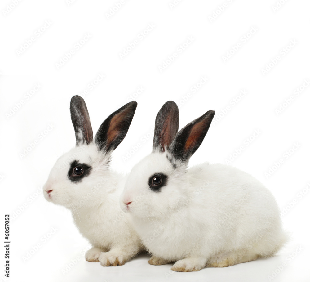 Obraz premium close up portrait of twin cute rabbits