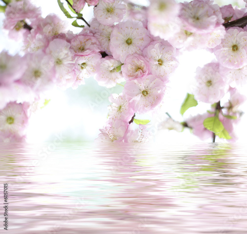 beautiful rose spring flower reflected in water